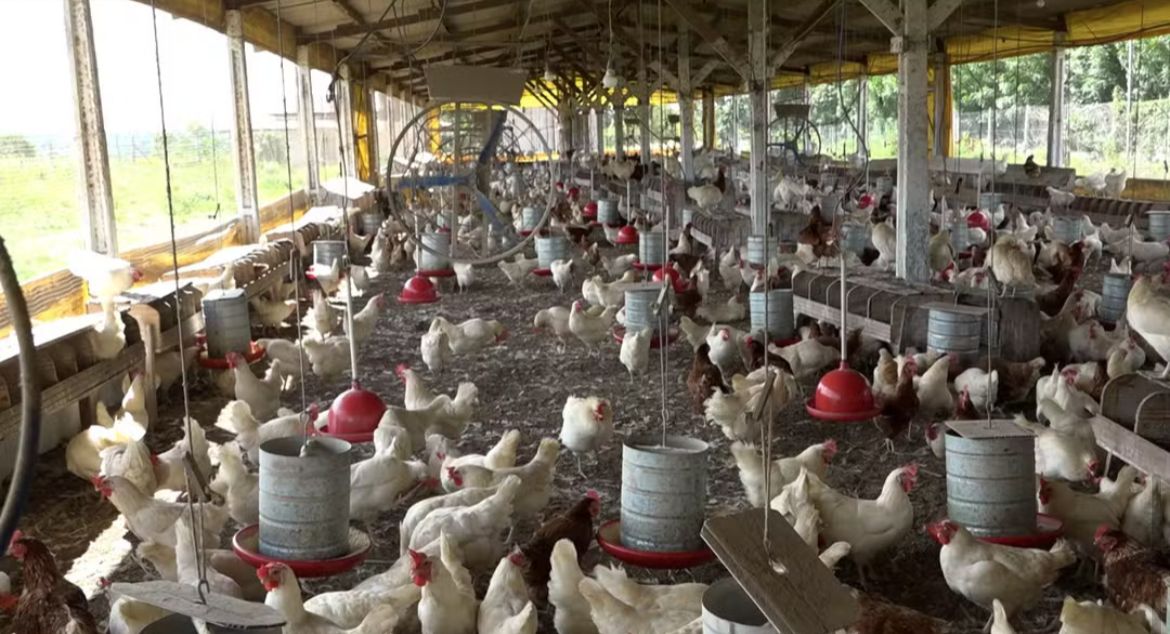 Produção de ovos bate recorde na Bahia; região de Feira de Santana lidera crescimento